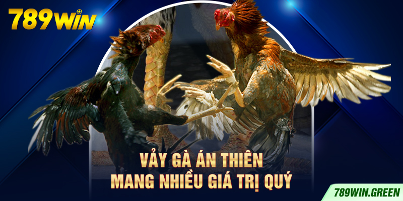 Vảy gà Án Thiên mang nhiều giá trị quý Vảy gà Án Thiên mang nhiều giá trị quý